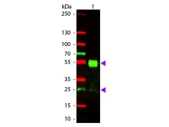 Goat Anti-Mouse IgG antibody, pre-adsorbed (TxRd). GTX27066