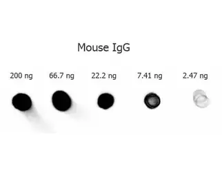 Goat Anti-Mouse IgG antibody, pre-adsorbed (AP). GTX27069