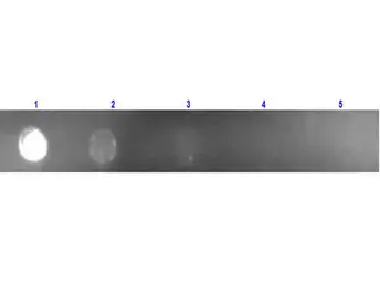 Rabbit Anti-Mouse IgG antibody, pre-adsorbed (Rhodamine). GTX27072