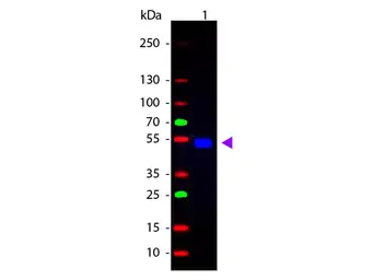 Goat Anti-Rat IgG antibody, pre-adsorbed (FITC). GTX27093
