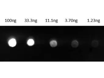 Goat Anti-Guinea Pig IgG antibody, pre-adsorbed (FITC). GTX27135