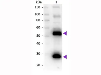 Goat Anti-Human IgG antibody, pre-adsorbed (Biotin). GTX27152