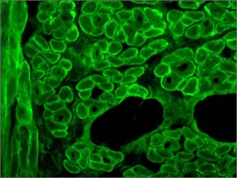 Anti-Dystrophin antibody [MANDYS8] used in IHC (Frozen sections) (IHC-Fr). GTX27163