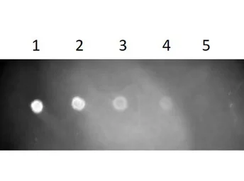 Goat Anti-Rat IgG antibody, Fab fragment (TxRd). GTX27175