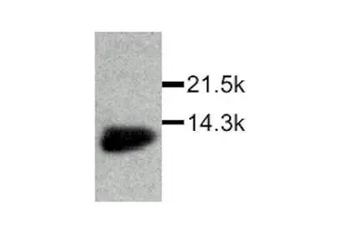 Anti-MIF antibody used in Western Blot (WB). GTX27207