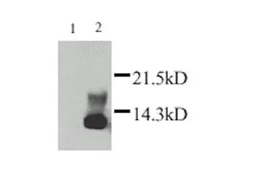 Anti-Lymphotactin antibody used in Western Blot (WB). GTX27220