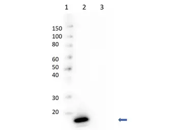 Anti-Avidin antibody (HRP) used in Western Blot (WB). GTX27233