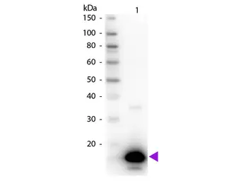 Anti-Avidin antibody (Biotin) used in Western Blot (WB). GTX27235
