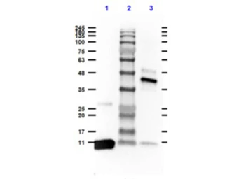 Anti-Streptavidin antibody (HRP) used in Western Blot (WB). GTX27239