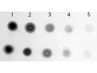 Anti-Cyanine antibody (AP) used in Western Blot (WB). GTX27242
