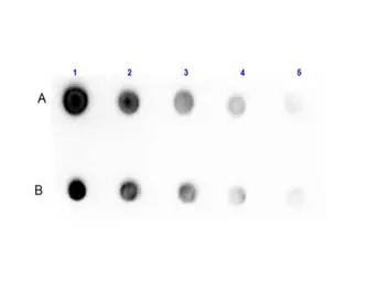 Anti-Protein G antibody (Biotin) used in Dot blot (Dot). GTX27251