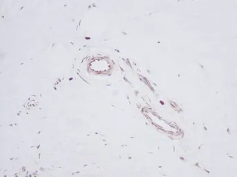 Anti-TGF alpha antibody used in IHC (Paraffin sections) (IHC-P). GTX27293