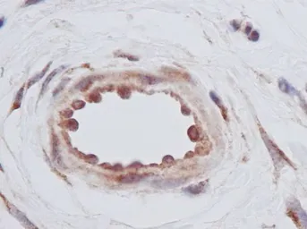 Anti-TGF alpha antibody used in IHC (Paraffin sections) (IHC-P). GTX27293
