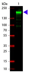 Anti-alpha 2 Macroglobulin antibody used in Western Blot (WB). GTX27337