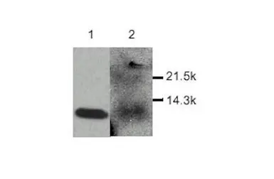 Anti-MDC antibody used in Western Blot (WB). GTX27363
