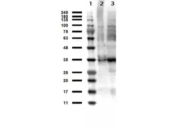Anti-Thymidylate synthase antibody used in Western Blot (WB). GTX27398