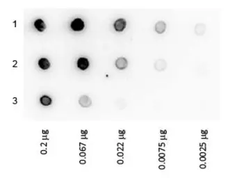 Protein A (HRP). GTX27456-pro