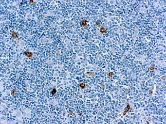 Anti-SSEA-1 / CD15 antibody [MMA(LeuM1)] (ready-to-use) used in IHC (Paraffin sections) (IHC-P). GTX27495