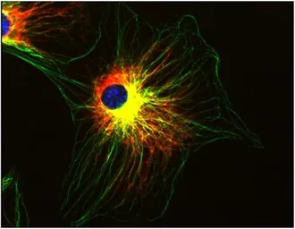 Anti-alpha Tubulin antibody [TU-01] used in Immunocytochemistry/ Immunofluorescence (ICC/IF). GTX27750