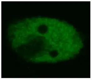 Anti-p53 antibody [BP53-12] used in Immunocytochemistry/ Immunofluorescence (ICC/IF). GTX27757