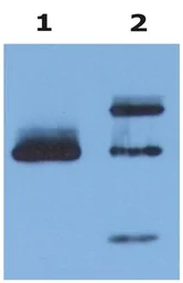 Anti-HLA-G antibody [MEM-G/9] used in Immunoprecipitation (IP). GTX27758
