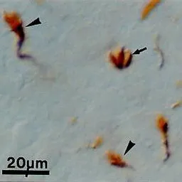 Anti-Growth Cone Marker antibody [2G13] used in IHC (Paraffin sections) (IHC-P). GTX27762