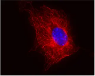 Anti-beta Tubulin antibody [TU-06] used in Immunocytochemistry/ Immunofluorescence (ICC/IF). GTX27792