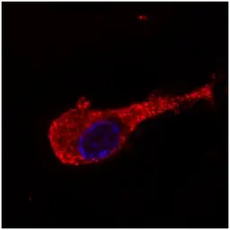 Anti-NF-M antibody [NF-09] used in Immunocytochemistry/ Immunofluorescence (ICC/IF). GTX27794