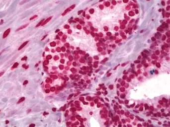 Anti-Histone H3 antibody used in IHC (Paraffin sections) (IHC-P). GTX27834