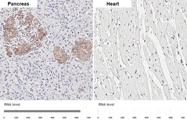 Anti-Insulin antibody used in IHC (Paraffin sections) (IHC-P). GTX27842
