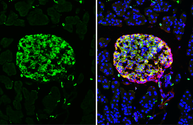 Anti-Insulin antibody used in IHC (Frozen sections) (IHC-Fr). GTX27842