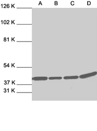Anti-ERK2 antibody used in Western Blot (WB). GTX27948