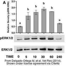Anti-ERK2 antibody used in Western Blot (WB). GTX27948