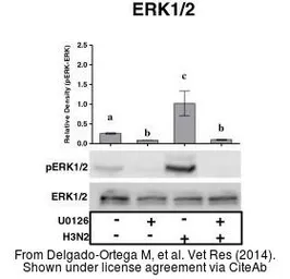 Anti-ERK2 antibody used in Western Blot (WB). GTX27948