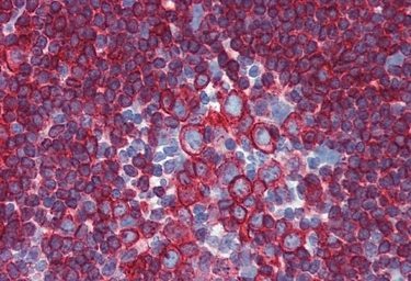 Anti-HLA-DR + HLA-DP antibody [HL-40] used in IHC (Paraffin sections) (IHC-P). GTX28085