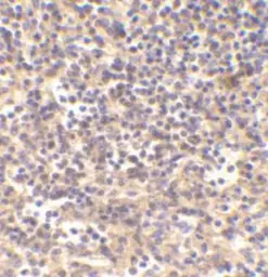 Anti-DNase II antibody used in IHC (Paraffin sections) (IHC-P). GTX28119