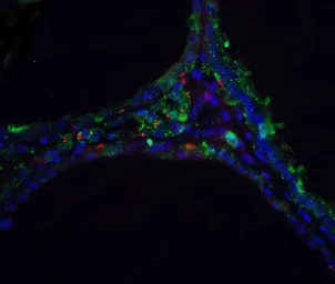 Anti-DNase II antibody used in IHC (Paraffin sections) (IHC-P). GTX28119