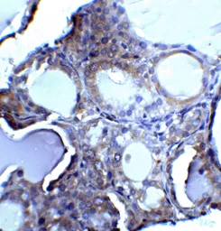 Anti-DNase II antibody used in IHC (Paraffin sections) (IHC-P). GTX28119