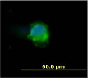 Anti-CD45 antibody [MEM-28] used in Immunocytochemistry/ Immunofluorescence (ICC/IF). GTX28216