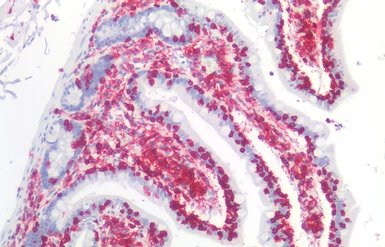 Anti-CD45 antibody [MEM-28] used in IHC (Paraffin sections) (IHC-P). GTX28216