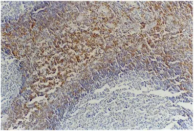 Anti-CD45RB antibody [MEM-55] used in IHC (Paraffin sections) (IHC-P). GTX28218