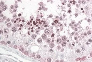 Anti-PATJ antibody, N-term used in IHC (Paraffin sections) (IHC-P). GTX28225