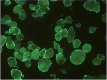 Anti-HSV1 + HSV2 gB antibody [T111] used in Immunocytochemistry/ Immunofluorescence (ICC/IF). GTX28232