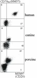 Anti-CD20 antibody [MEM-97] used in Flow cytometry (FCM). GTX28237