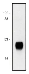 Anti-Horseradish Peroxidase antibody [HP-03] used in Western Blot (WB). GTX28326