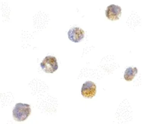 Anti-TMS1 antibody used in Immunocytochemistry/ Immunofluorescence (ICC/IF). GTX28394