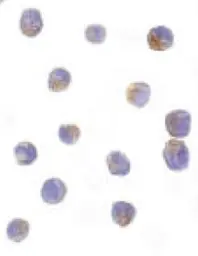 Anti-DRAK2 antibody used in Immunocytochemistry/ Immunofluorescence (ICC/IF). GTX28419