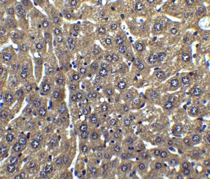 Anti-FLIP antibody used in IHC (Paraffin sections) (IHC-P). GTX28421