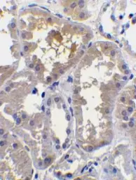 Anti-RAIDD antibody, C-term used in IHC (Paraffin sections) (IHC-P). GTX28425