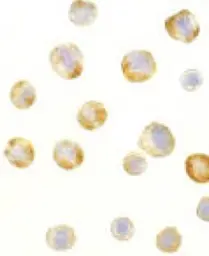 Anti-RAIDD antibody used in Immunocytochemistry/ Immunofluorescence (ICC/IF). GTX28426